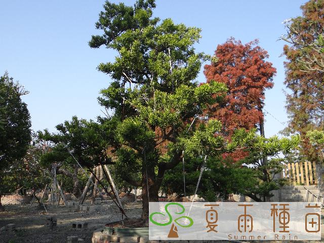 夏雨種苗—羅漢松