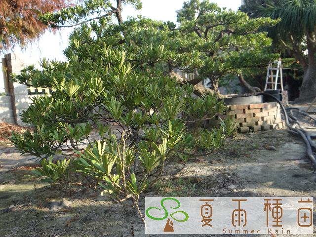 夏雨種苗—羅漢松