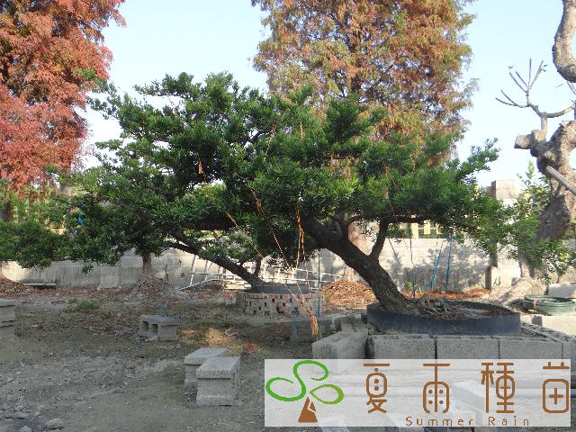 夏雨種苗—羅漢松