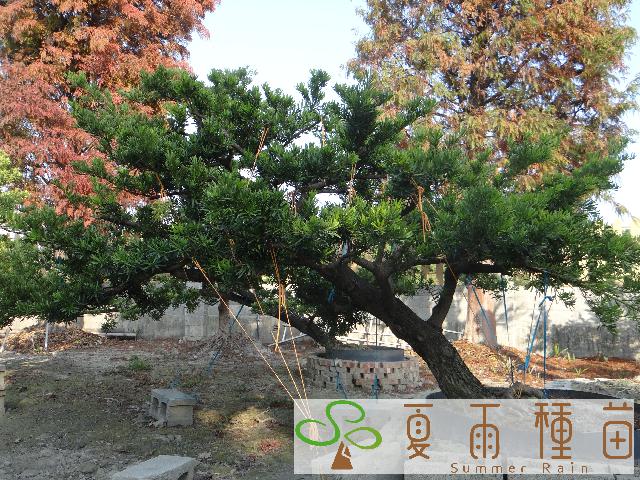 夏雨種苗—羅漢松