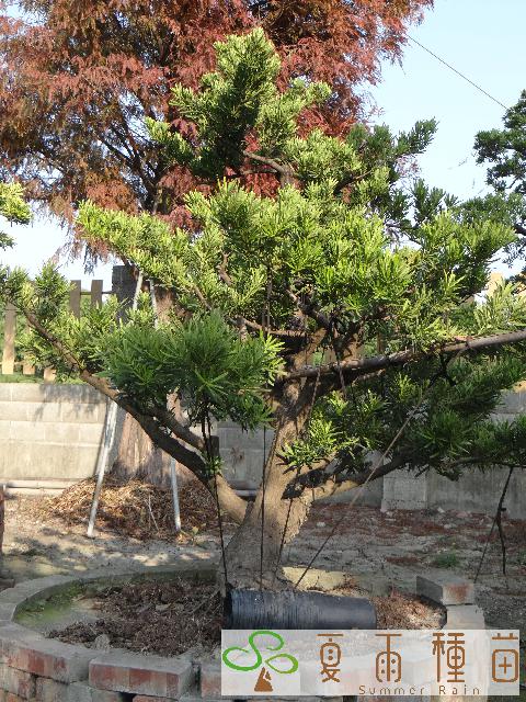 夏雨種苗—羅漢松