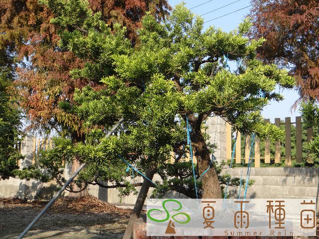 夏雨種苗—羅漢松