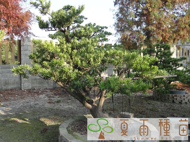 夏雨種苗—羅漢松