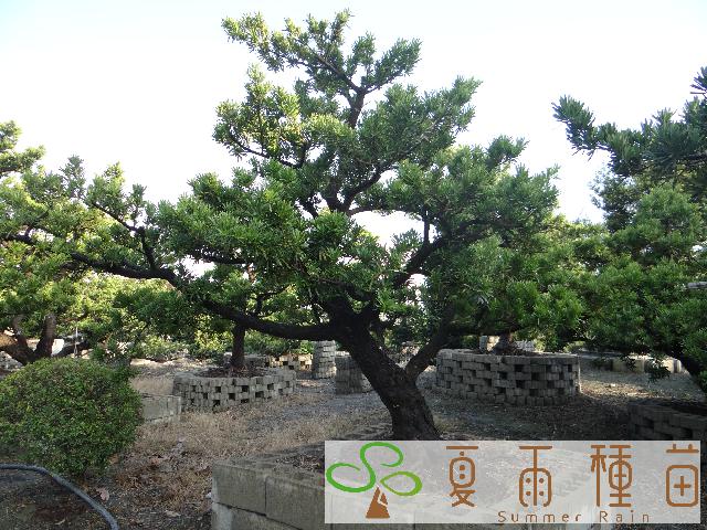 夏雨種苗—羅漢松