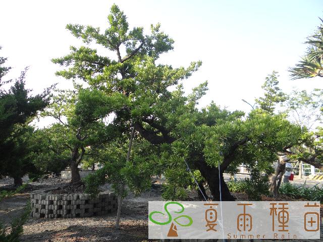 夏雨種苗—羅漢松