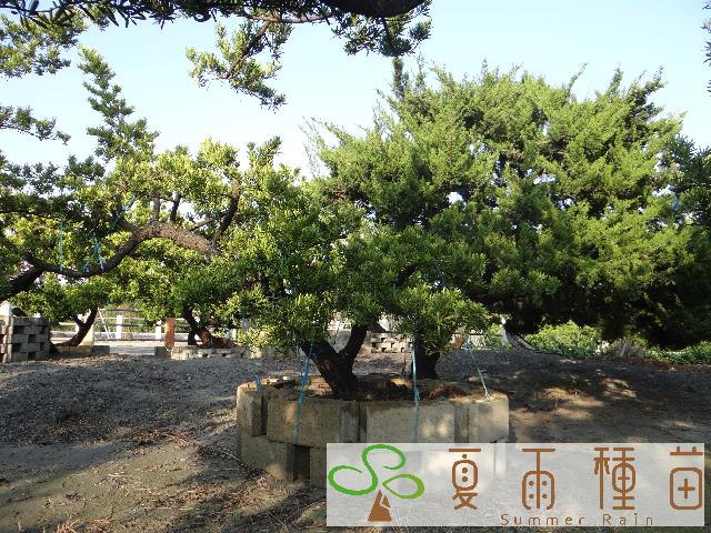 夏雨種苗—羅漢松