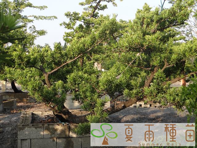 夏雨種苗—羅漢松