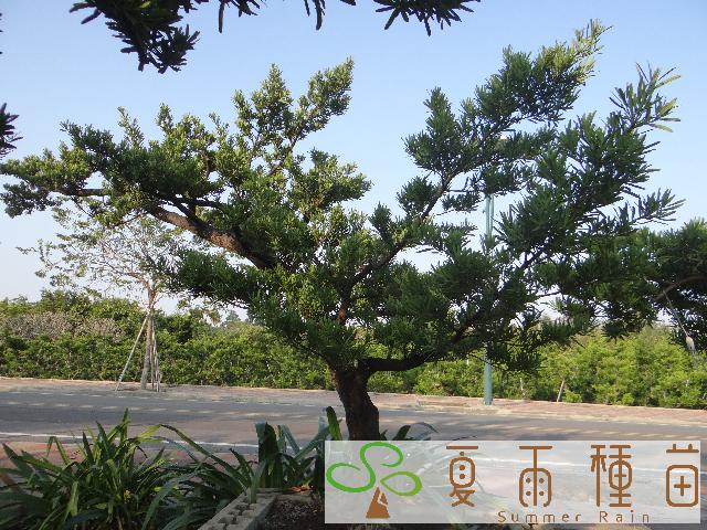 夏雨種苗—羅漢松