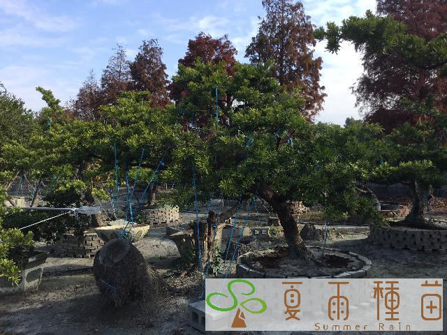 夏雨種苗—羅漢松