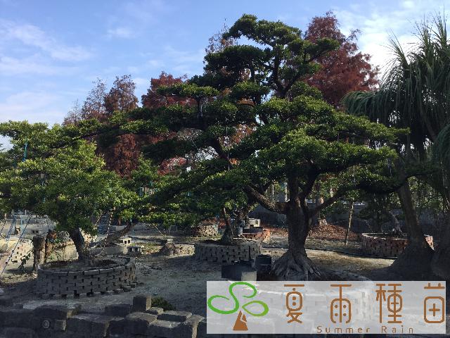 夏雨種苗—羅漢松