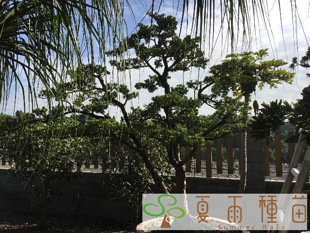 夏雨種苗—羅漢松