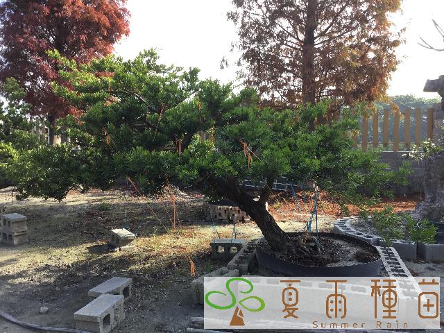 夏雨種苗—羅漢松