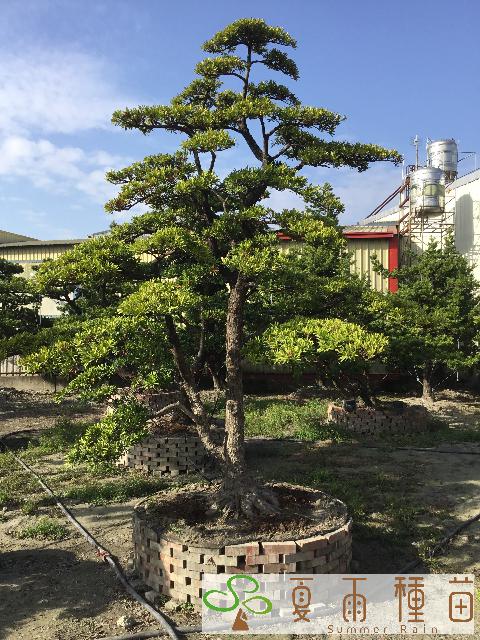 夏雨種苗—羅漢松