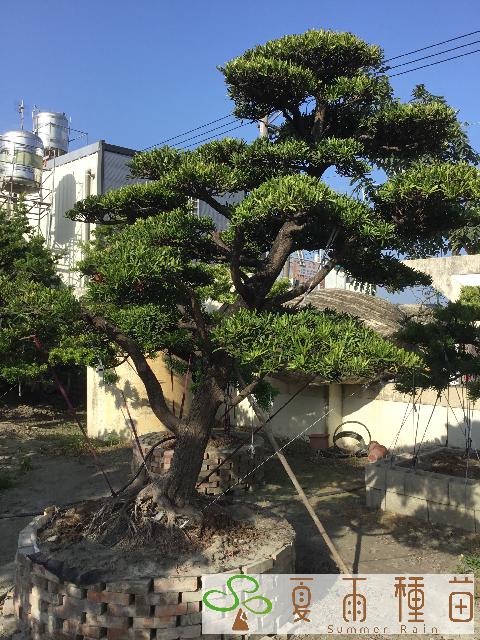 夏雨種苗—羅漢松