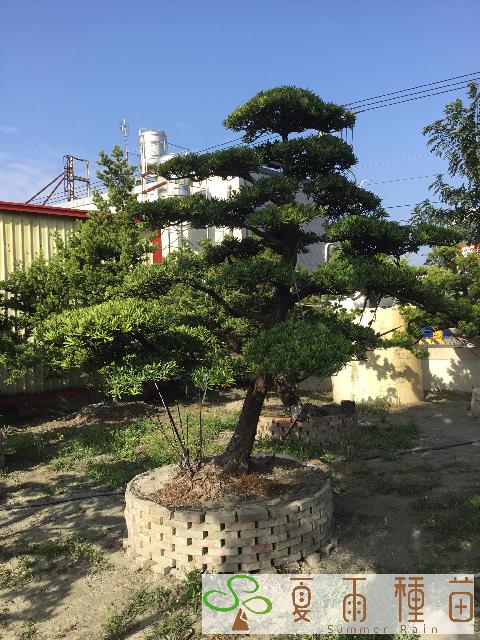 夏雨種苗—羅漢松