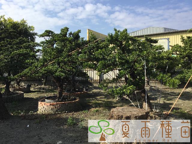 夏雨種苗—羅漢松