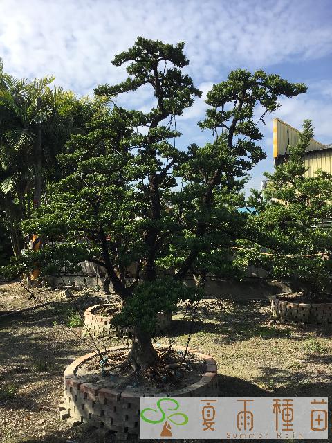 夏雨種苗—羅漢松