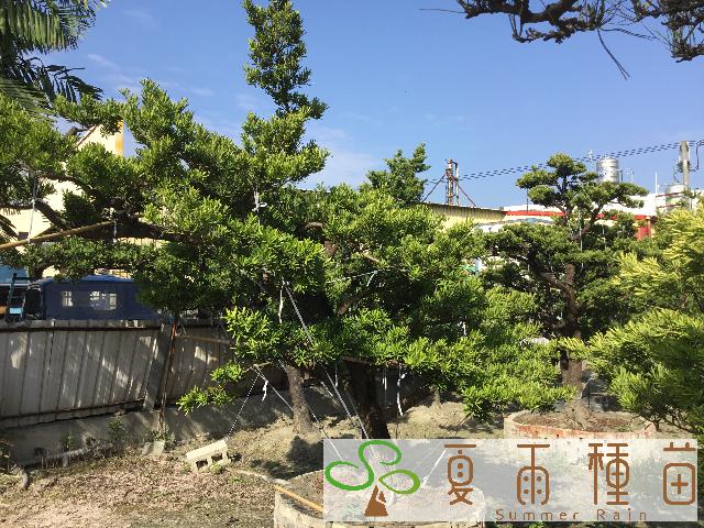 夏雨種苗—羅漢松