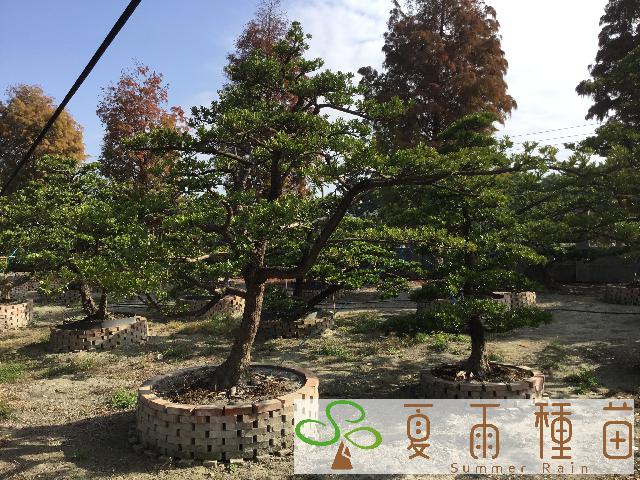 夏雨種苗—羅漢松