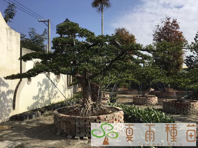 夏雨種苗—羅漢松