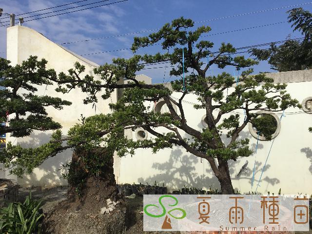 夏雨種苗—羅漢松