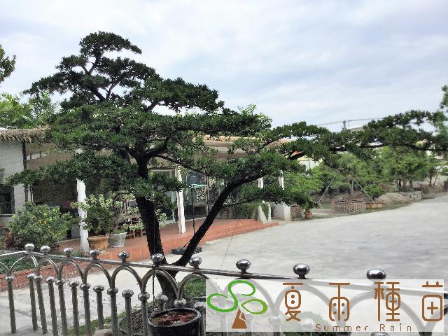 夏雨種苗—羅漢松