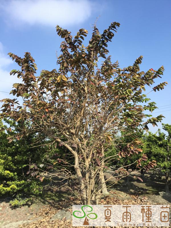 夏雨種苗—大花紫薇