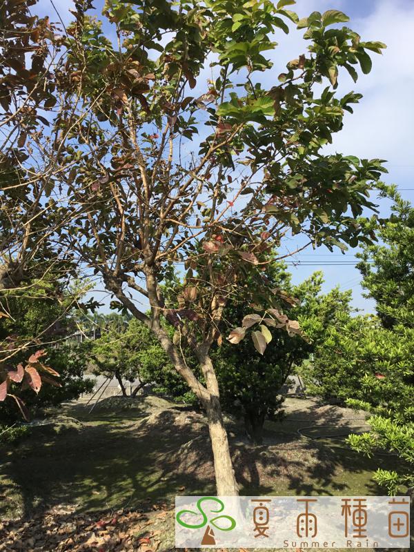 夏雨種苗—大花紫薇