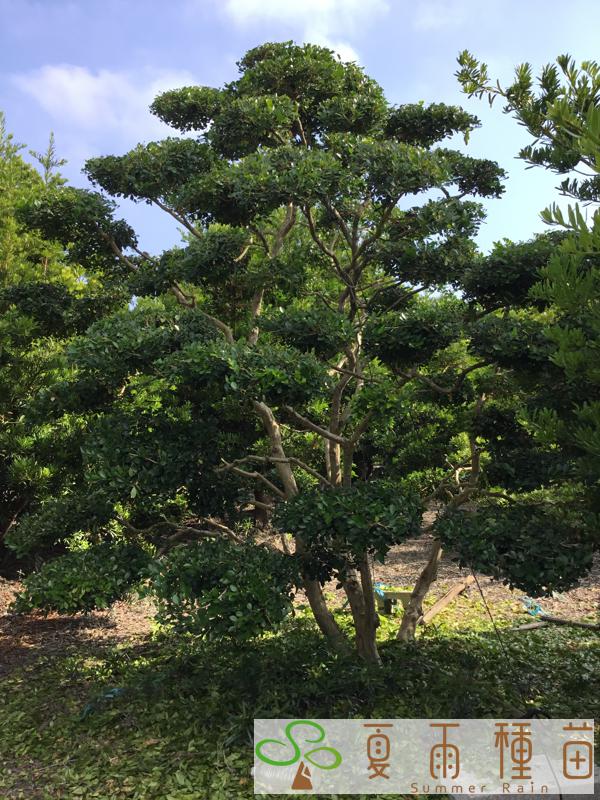 夏雨種苗—七里香