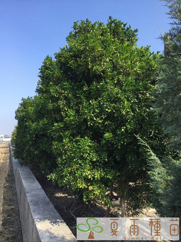 夏雨種苗—七里香
