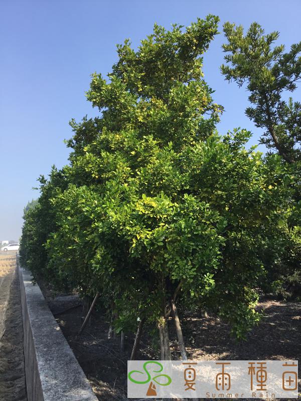 夏雨種苗—七里香