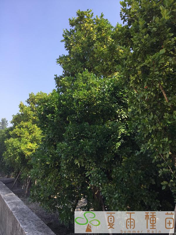 夏雨種苗—七里香