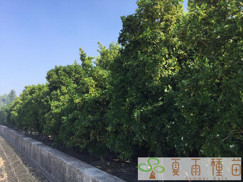 夏雨種苗—七里香