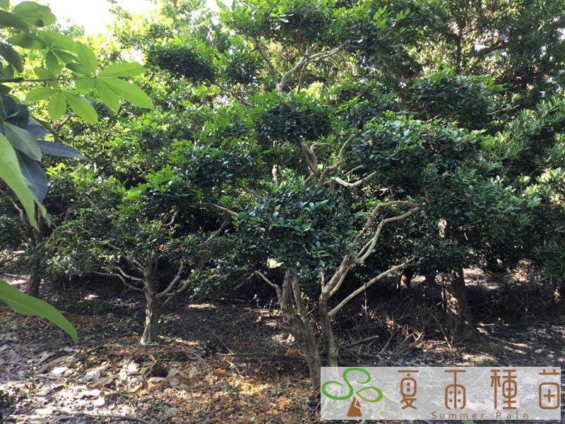 夏雨種苗—七里香