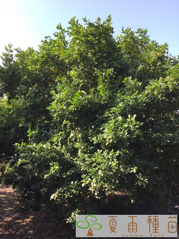 夏雨種苗—七里香
