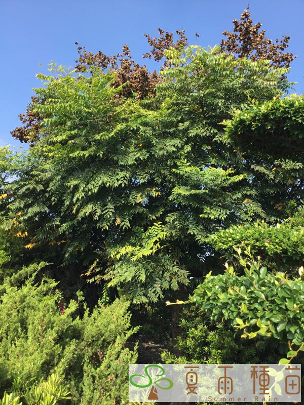 夏雨種苗—台灣欒樹