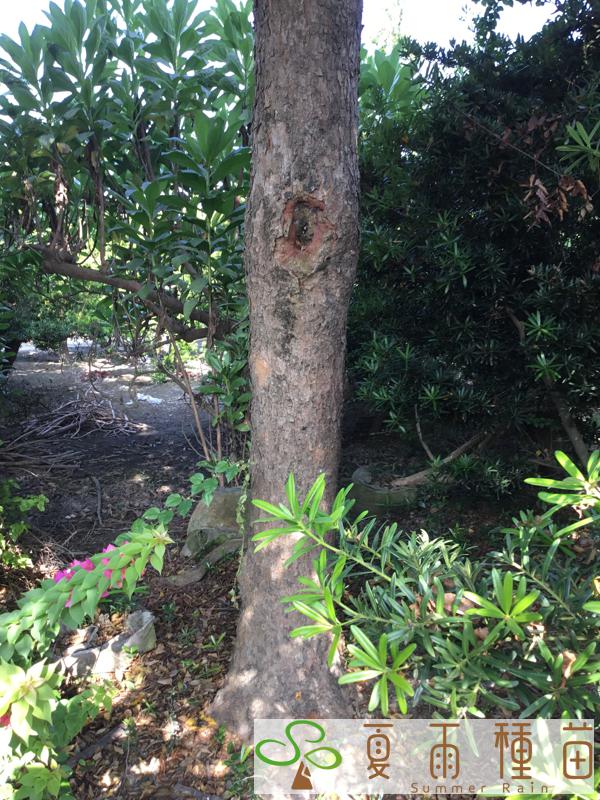 夏雨種苗—台灣欒樹