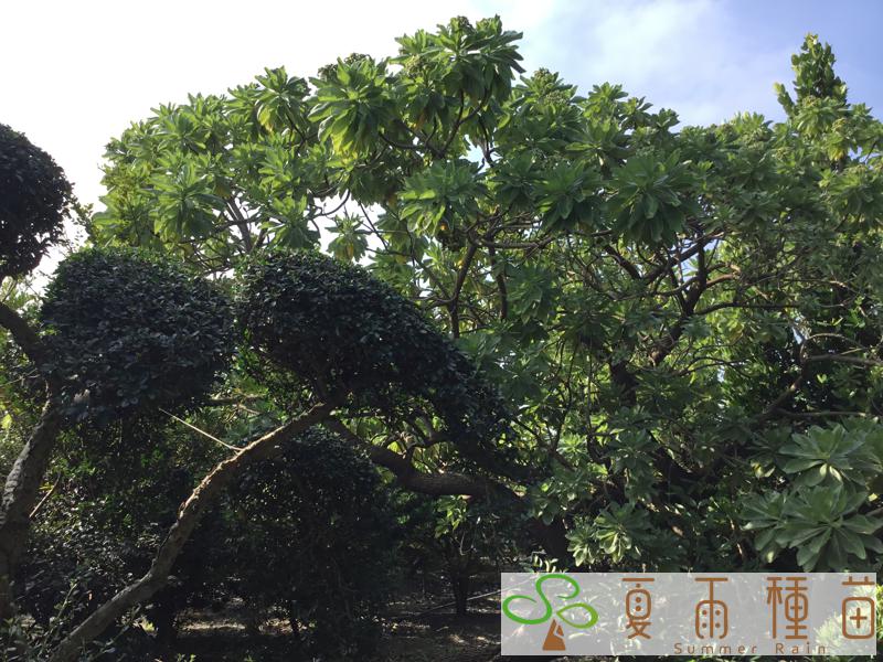 夏雨種苗—白水木