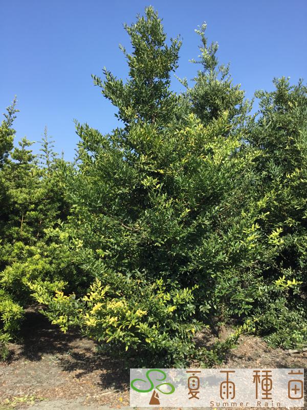 夏雨種苗—竹柏