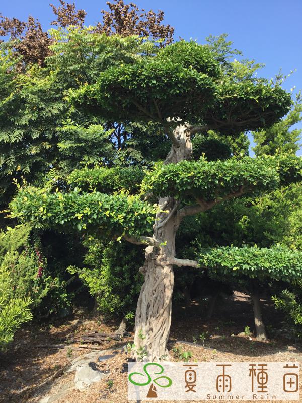 夏雨種苗—榕樹
