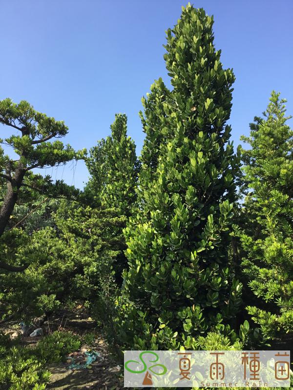 夏雨種苗—福木