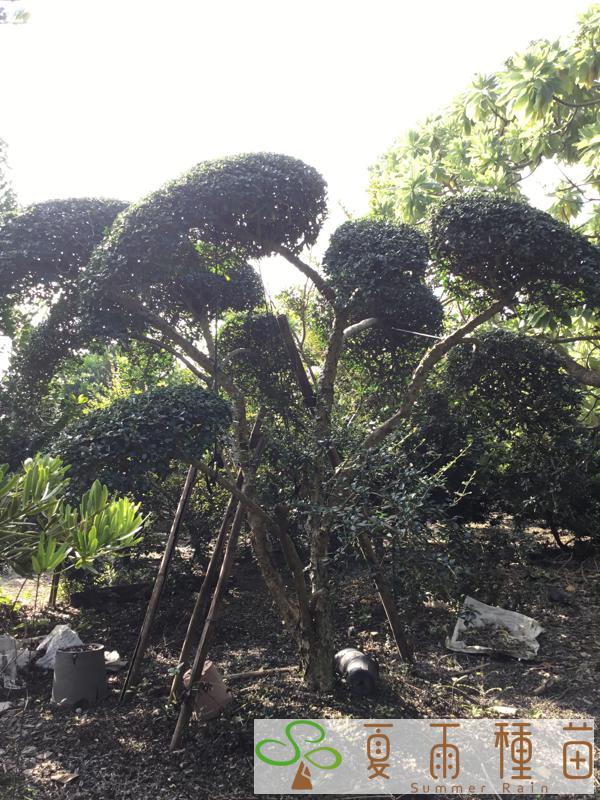 夏雨種苗—福建茶