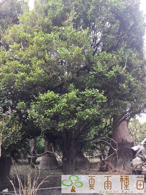 夏雨種苗—象牙木