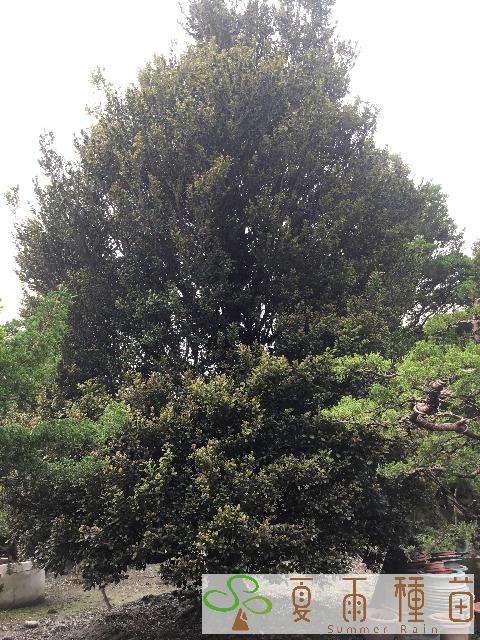 夏雨種苗—象牙木