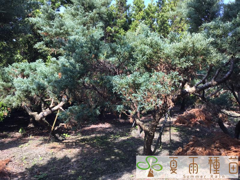夏雨種苗—銀真柏