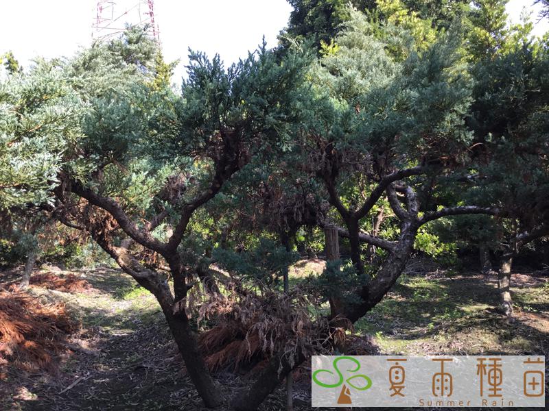 夏雨種苗—銀真柏