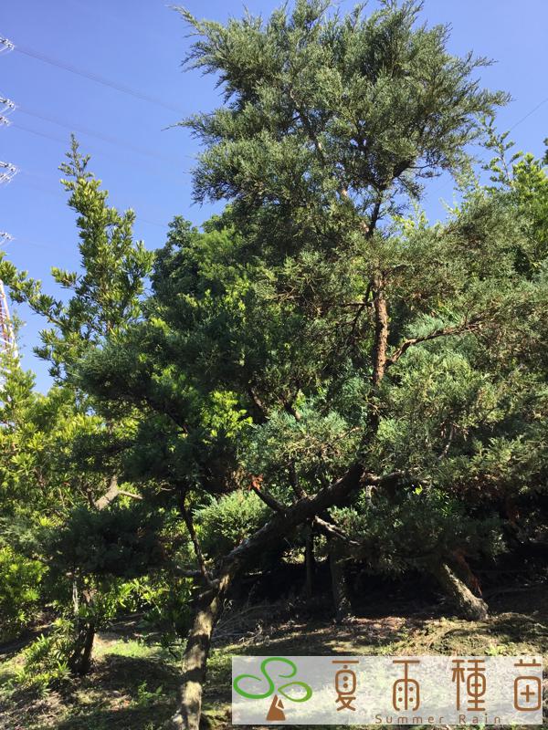夏雨種苗—銀真柏