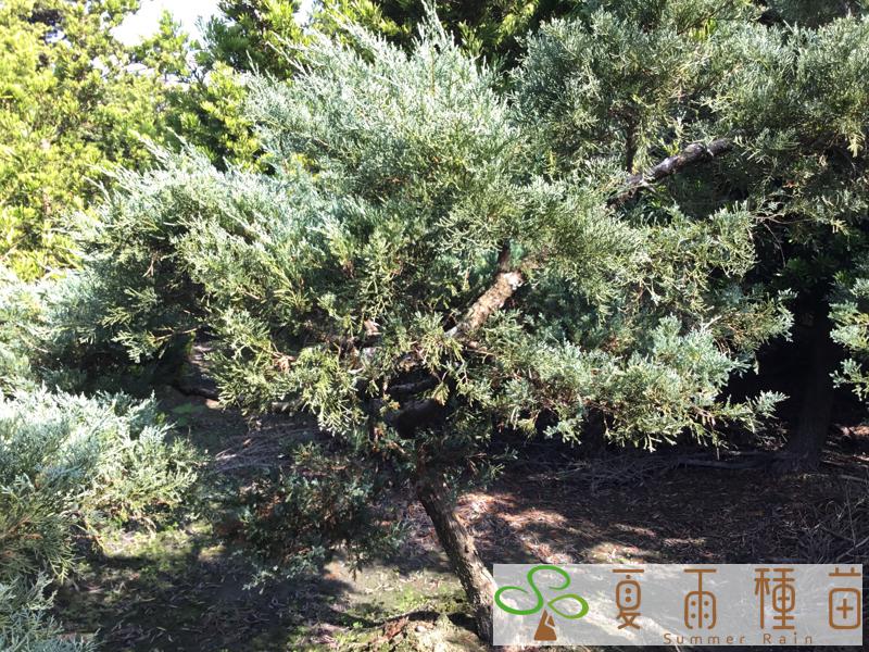 夏雨種苗—銀真柏