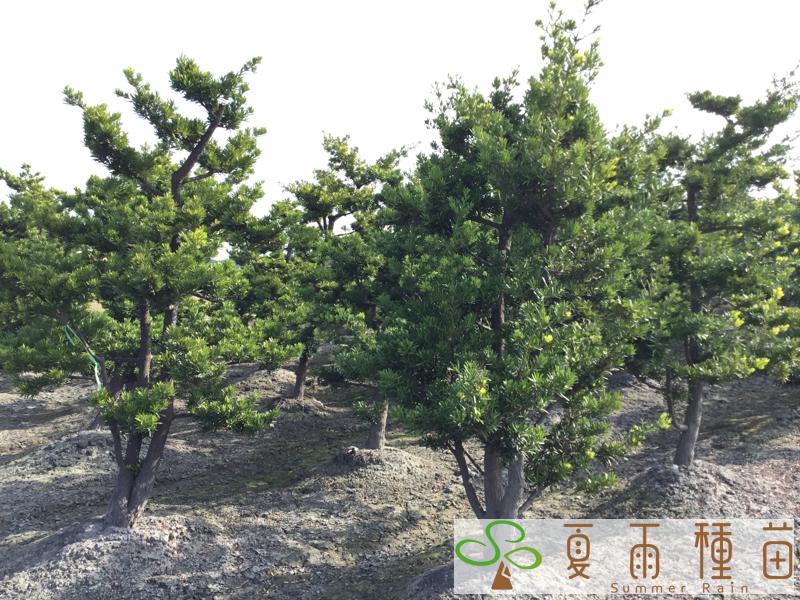 夏雨種苗—羅漢松