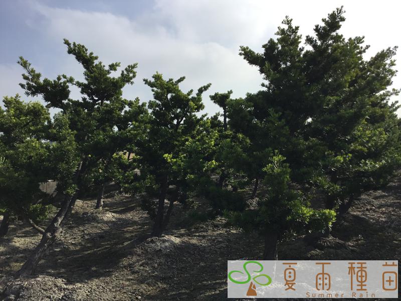 夏雨種苗—羅漢松